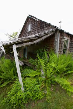 An Old Wooden Abandoned Heritage House Sits In Ruins In Cougar Annie's Garden At Boat Basin At Hesquiat Harbor; Clayoquot Sound, British Columbia, Canada