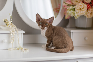 Devon Rex kitten color chocolate and white sitting on the dressing table 