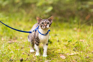 Devonrex cat on a leash stands on the grass  
