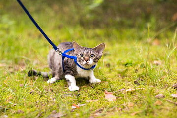 Devonrex cat on a leash lies on the grass 