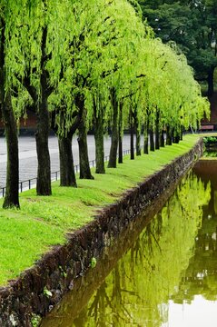 Trees Reflected In Water At The Imperial Palace; Tokyo, Japan