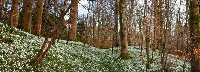 A Forest With White Wildflowers Covering The Ground; Dumfries, Scotland