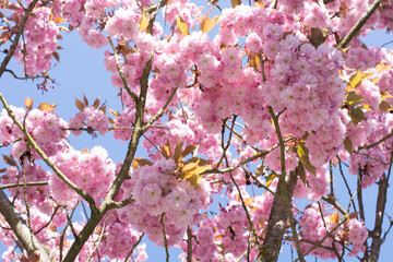 Blumen - diverse- bunter Frühling