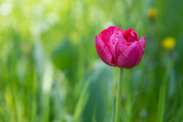 Obraz premium Blumen - diverse- bunter Frühling