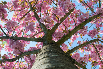 Blumen - diverse- bunter Frühling