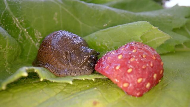  Spanish slug, arion vulgaris, eats raspberries. A Spanish slug eating a berry in fast motion on a gray background. Spanish slug is one of the most invasive species in the world. 4k