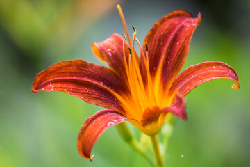 Blumen - diverse- bunter Frühling