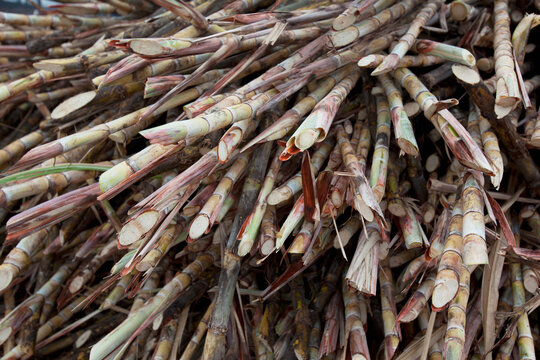 Cut Sugarcane Stalks Stacked Up Near Bias City; Negros Island, Philippines
