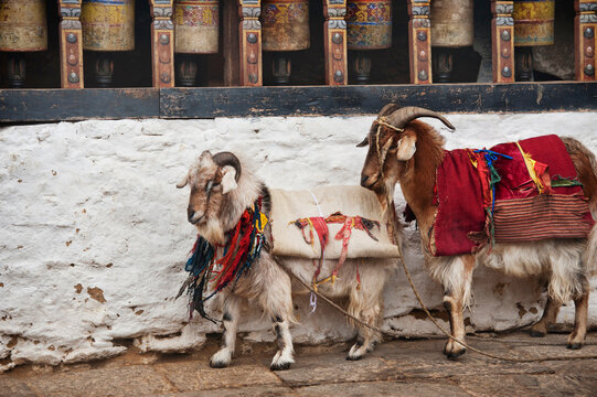 Two Goats Wrapped In Decorative Blankets Standing Against A Wall In The Trongsa Dzong; Trongsa, Trongsa District, Bhutan
