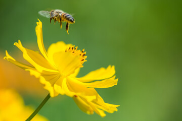 Blumen - diverse- bunter Frühling