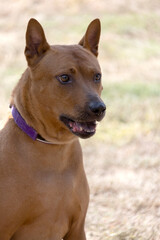 Thai Ridgeback Puppy. Red Thai Ridge Dog - ancient local dog of Thailand, short -haired, triangular ears of medium size. Black tip of nose, in shape of wedge, thin tail. Rhodesian ridge dog