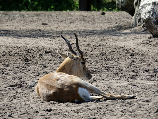 Antilope cervicapre