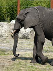 éléphant d'Afrique