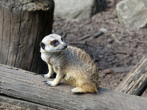 Suricate