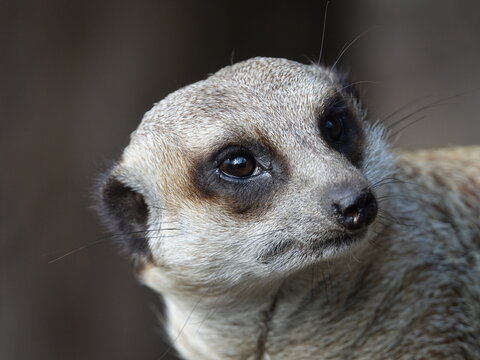 Suricate