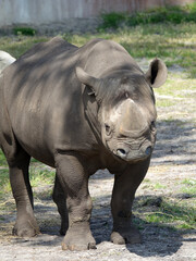 Fototapeta premium Rhinocéros indien