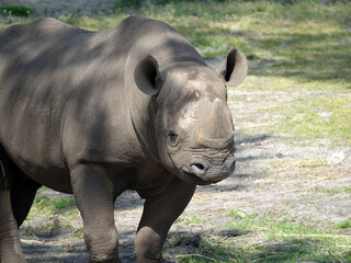 Naklejka premium Rhinocéros indien