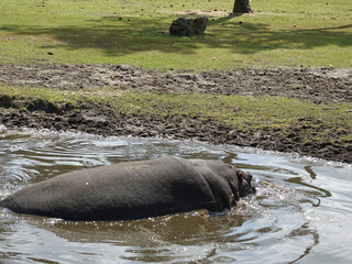 Hippopotame amphibie
