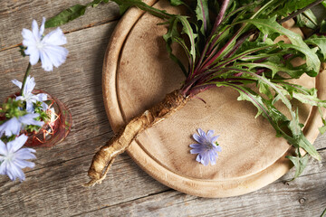 Whole chicory plant with root on a table, top view