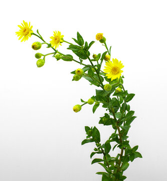 camphorweed or camphor weed - Heterotheca subaxillaris - a perennial, aromatic herb with green hairy bristly stems and small yellow aster flowers. Isolated on white background contains  some camphor