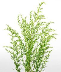 dog fennel - upatorium capillifolium - is a flowering, perennial, wetland plant, commonly found in...