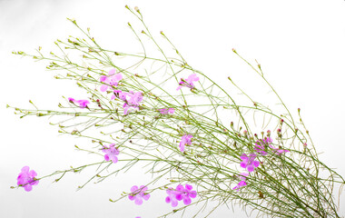 Seminole false foxglove - Agalinis filifolia - an annual herbaceous wildflower with showy bell shaped pink blooms isolated on white background host plant for common buckeye butterfly - Junonia coenia - Powered by Adobe
