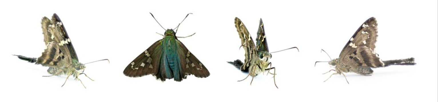 long tailed skipper or bean leafroller - Urbanus proteus - large butterfly grey, black with green blue thorax common in the south eastern United States. Four views isolated on white background