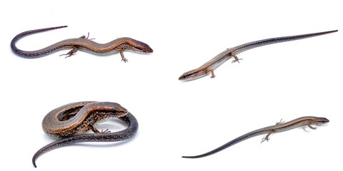 Little brown ground skink - Scincella lateralis, formerly Lygosoma laterale - a small lizard found throughout much of the eastern United States, Isolated on white background. four views