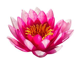 Pink Lotus flower isolated on transparent background. Beautiful Pink Lotus, water plant on transparent background with clipping path.