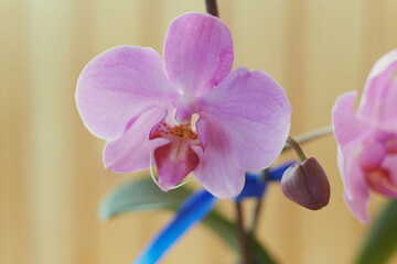 Obraz premium A close-up of a delicate pink orchid flower