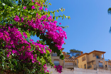 Beautiful and colorful sunny Spanish vegetation and architecture in Mijas, Andalusia, Spain
