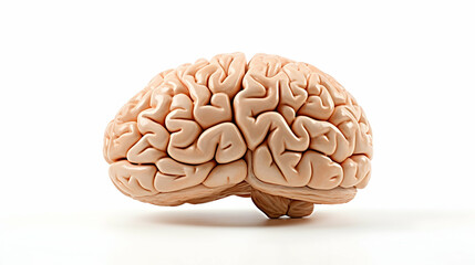 3d brain with white Background,Generated With Ai