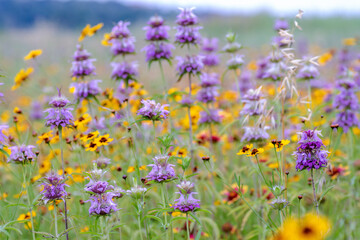 Texas Spring Wildflowers