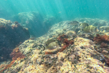 Naklejka na ściany i meble Underwater school of fish with sunlight below water surface in the Mediterranean sea Denia Las Rotas nature reserve Alicante, Valencia, Spain