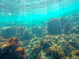 Fototapeta premium Underwater school of fish with sunlight below water surface in the Mediterranean sea Denia Las Rotas nature reserve Alicante, Valencia, Spain