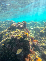 Underwater school of fish with sunlight below water surface in the Mediterranean sea Denia Las Rotas nature reserve  Alicante, Valencia, Spain