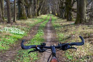 Riding a bicycle on a forest trail. Black bicycle in the forest.