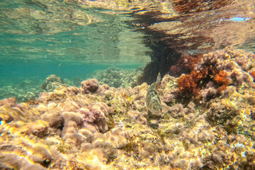 Obraz premium Underwater school of fish with sunlight below water surface in the Mediterranean sea Denia Las Rotas nature reserve Alicante, Valencia, Spain