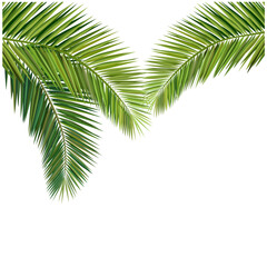 Vector illustration, composition of coconut leaves.Vector illustration, composition of coconut leaves.