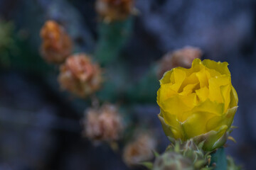 Texas Spring Wildflowers - blooming cacti