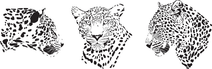 Leopard's heads, lat. Panthera pardus - 657885123