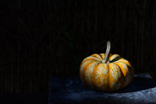 Calabaza de adorno variedad concerto, con iluminaci&oacute;n lateral creando contraste y resaltando la textura sobre fondo oscuro. 