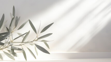 Ethereal Olive Tree Leaves Against a White Wall Enhanced by Bold Shadows and Sunrays