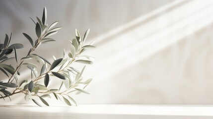 Ethereal Olive Tree Leaves Against a White Wall Enhanced by Bold Shadows and Sunrays - obrazy, fototapety, plakaty
