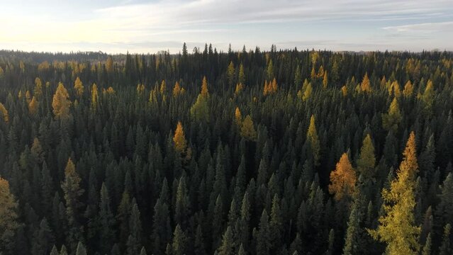 Autumn trees in northern Canada - Aerial HDR ProRes drone footage of boreal forest in Yukon