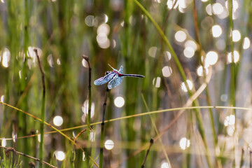 Dragonfly in the grass with pois lights