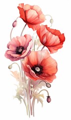 Stylized Red Poppy flowers illustration watercolor style isolated on white