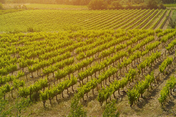 Fototapeta na wymiar Fields with vineyards in the rays of the setting sun in the south of France.