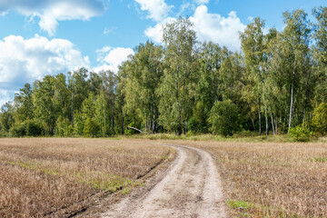 Fototapeta na wymiar Country dirt road running through a farmer's field. Birch grove behind the field