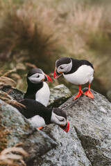Puffin flock, birdwatching in Norway. Atlantic puffins seabirds wildlife nature cute birds in...